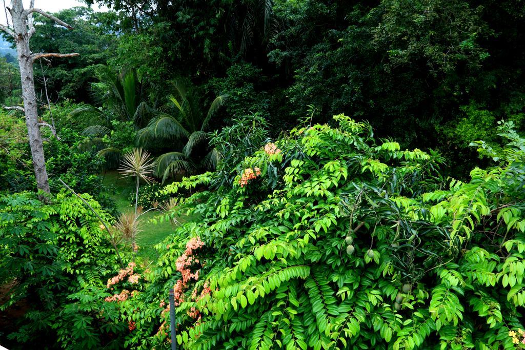 Nivahana Homestay Kandy Exteriör bild